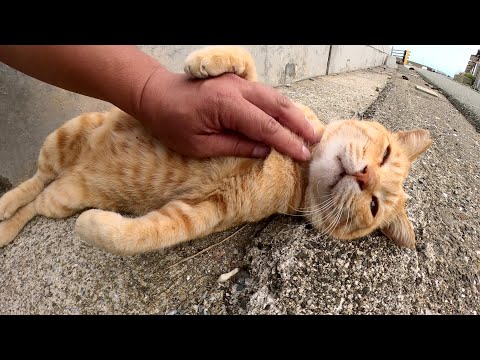 茶トラ猫がコロンと寝転んで無防備にお腹を触らせてくれた(YouTube)