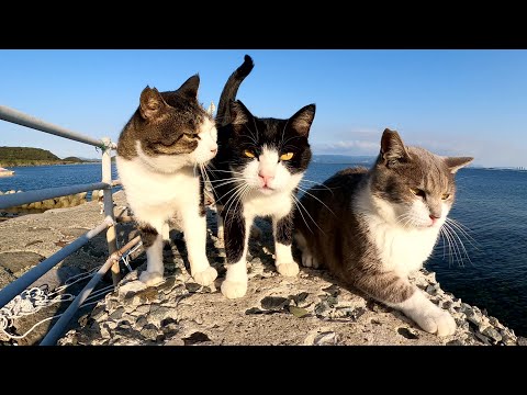 現場猫の気を引こうとしていたらキジシロ猫とハチワレ猫が寄ってきた(YouTube)