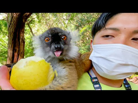 クロキツネザルが大好物のリンゴ発見した瞬間が可愛すぎる！(YouTube)