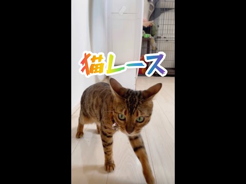 本日は白熱！猫レース手持ちカメラダイジェスト10/12(YouTube)