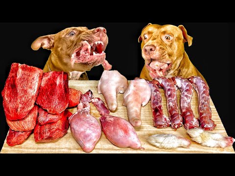 【閲覧注意ASMR】珍しいお肉を豪快に食べるピットブルの咀嚼音が気持ちいい(YouTube)