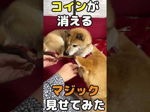 犬の目の前でコインを消した時の反応が意外だった…！ #shorts(YouTube)
