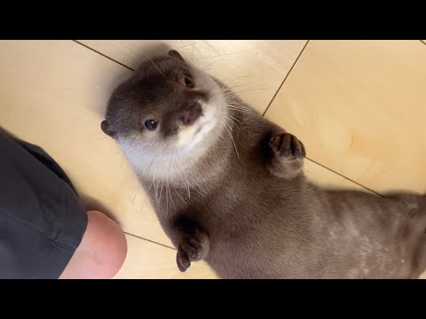 怒られているのに何故かくっついて離れないカワウソ I was angry with the otter, but it still stuck around and wouldn’t leave.(YouTube)