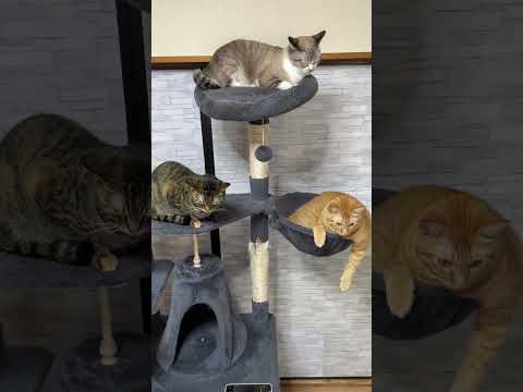 お昼ご飯を食べた後の猫がゆるだらで可愛かった…　#shorts(YouTube)