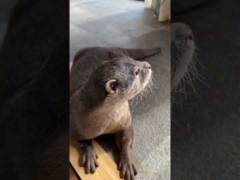 窓際に集まる動物達#shorts(YouTube)
