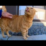 神社には腰トントンするとペロペロする猫(YouTube)