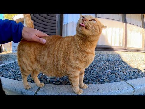 神社には腰トントンするとペロペロする猫(YouTube)