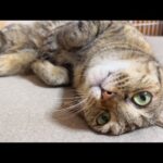 主がいないときの猫の行動が可愛かった…(YouTube)