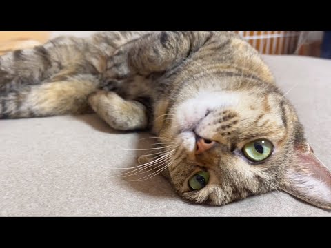 主がいないときの猫の行動が可愛かった…(YouTube)