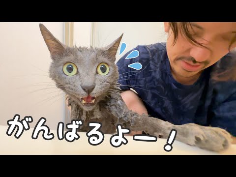 お手本のように大人しくシャンプーされる猫ハムちゃん！！(YouTube)