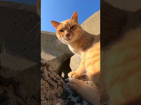 【cat】テトラポットをベッドにする茶トラ猫(YouTube)