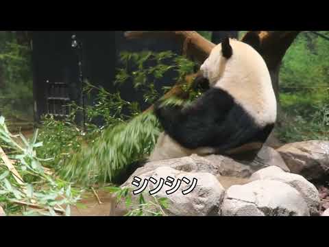 ジャイアントパンダのようす　2022年10月10日撮影(YouTube)