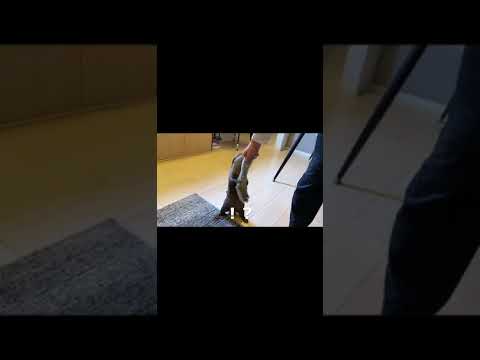 タヌキを大事そうに抱える仕草が可愛いカワウソ A cute otter holding a raccoon dog with care. #shorts #animal(YouTube)