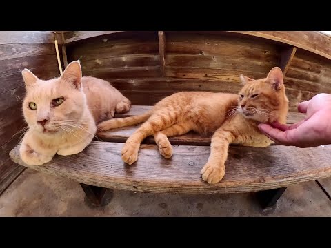 仲良しの濃淡茶トラ猫コンビが2匹並んでベンチに座る(YouTube)