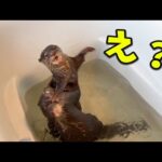 カワウソがカワウソを振り回す・・・(YouTube)