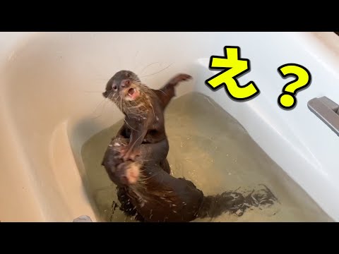 カワウソがカワウソを振り回す・・・(YouTube)