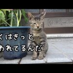 健気にも気を引こうと頑張った子猫(YouTube)