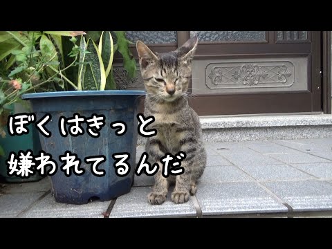 健気にも気を引こうと頑張った子猫(YouTube)
