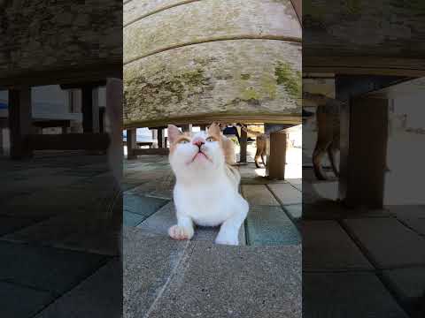 何か喋ってる野良猫(YouTube)