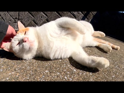 いつもベンチで待っている茶シロ猫が縄張りの外へ出張する(YouTube)