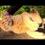 人懐っこい茶トラ猫をモフると脱力してコロンと転がった(YouTube)