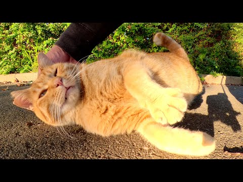 人懐っこい茶トラ猫をモフると脱力してコロンと転がった(YouTube)