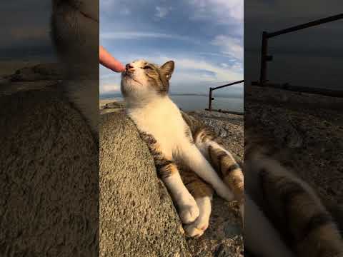 【cat】猫に「気安く触るニャ！」と怒られた(YouTube)