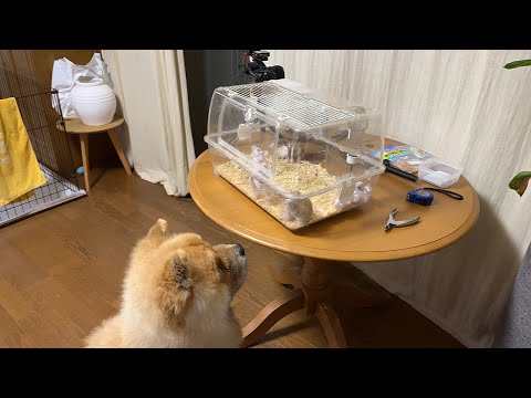 ちょっと(YouTube)