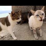 海へ行くと可愛らしい猫ちゃん達がお出迎えしてくれた(YouTube)