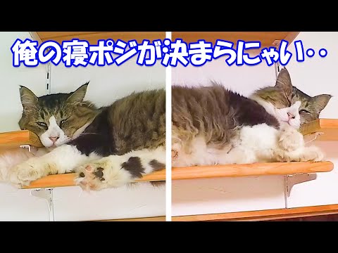 右か左か悩む猫にアドバイスをした結果‥【概要欄見てね】(YouTube)