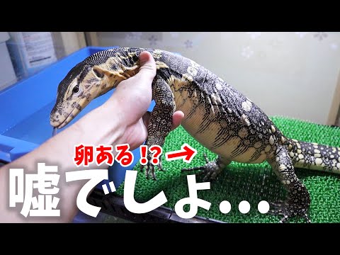 【オスがメスに変化】信じられない事が起きています(YouTube)