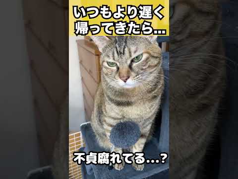 いつもより遅く帰ると猫が不貞腐れてました…　#shorts(YouTube)