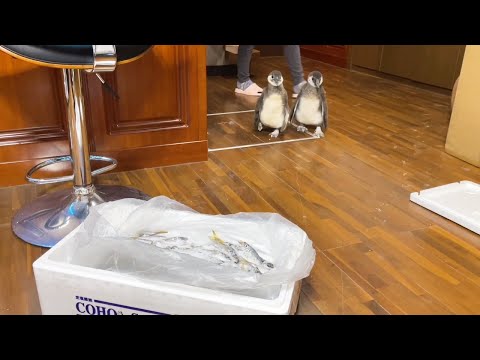 大漁のアジが届いた時の赤ちゃんペンギンの反応が可愛すぎた(YouTube)