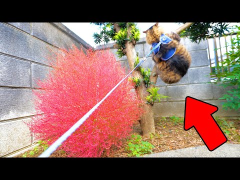 真っ赤に紅葉したコキアを見て覚醒してしまった元野良猫のボス吉(YouTube)
