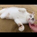 シャムミックス猫が海辺でゴロンゴロンと転げ回って砂浴びをする(YouTube)
