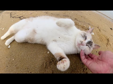 シャムミックス猫が海辺でゴロンゴロンと転げ回って砂浴びをする(YouTube)