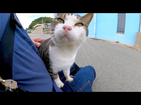 猫島で防波堤に座っていたら野良猫がトコトコ歩いてきて膝の上に乗ってきた(YouTube)