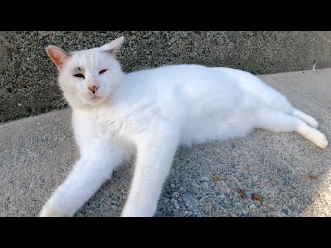 マロ猫ちゃんをナデナデしたら体を伸ばしてリラックスしてくれた(YouTube)