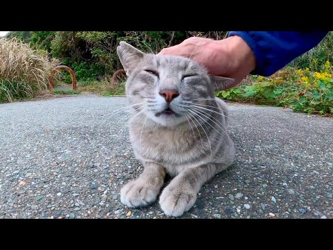 一旦は逃げたけどやっぱり撫でられに来る野良猫がかわい過ぎる(YouTube)