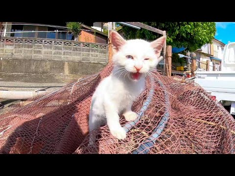 道端に置いてある網で遊ぶ子猫達がかわい過ぎる(YouTube)