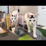 感動猫動画 のライブ配信(YouTube)