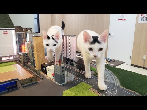 感動猫動画 のライブ配信(YouTube)