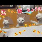 全力で鳴いて人のご飯をおねだりする猫がかわいい！(YouTube)