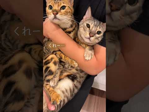泥棒猫を丸めてイジワルする動画　#shorts(YouTube)