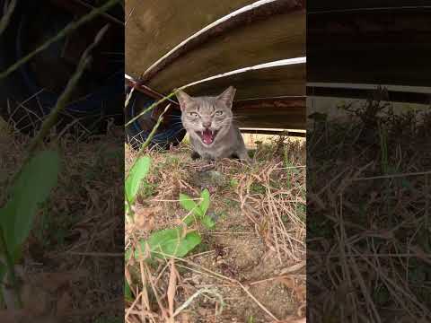 【cat】猫が「やらねぇぞ！」と怒りながら魚を食べる(YouTube)