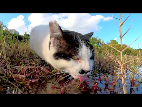 鼻にハートマークがあるハチワレ猫が池の水をゴクゴクと飲む(YouTube)