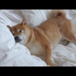病院にて全エネルギーを使い果たした柴犬が可愛い。(YouTube)