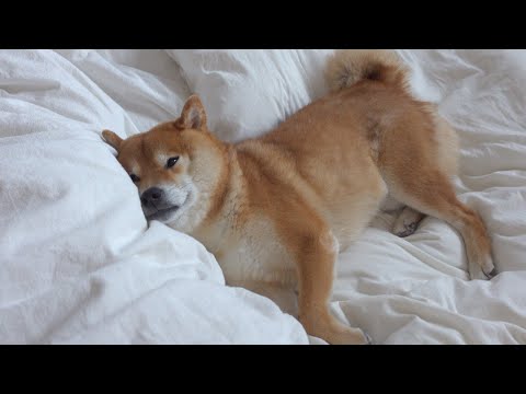 病院にて全エネルギーを使い果たした柴犬が可愛い。(YouTube)