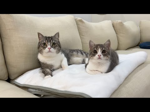 兄と妹で初めてのお留守番してもらったらまさかのこうなってました…(YouTube)