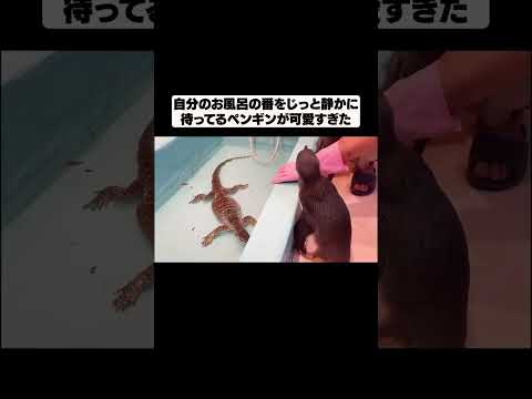 お風呂の番をじっと待つペンギン(YouTube)